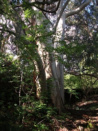 rco Cosentini-20110417 027